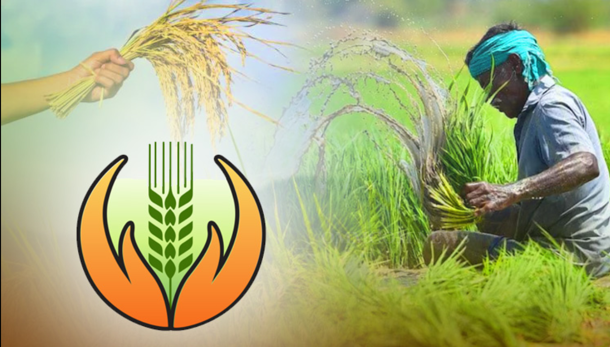 Farmer harvesting paddy crop in field – illustrating crop insurance need Farmer harvesting paddy crop in field – illustrating crop insurance need.