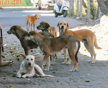 Delhi Stray Dogs Supreme Court Case: Landmark Order Sparks Controversy & Crisis Delhi Stray Dogs Supreme Court Case: Landmark Order Sparks Controversy & Crisis