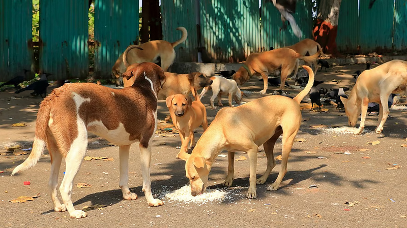 Delhi Stray Dogs Supreme Court Case: 5 Shocking Revelations Stir Public Outrage Delhi Stray Dogs Supreme Court Case: 5 Shocking Revelations Stir Public Outrage