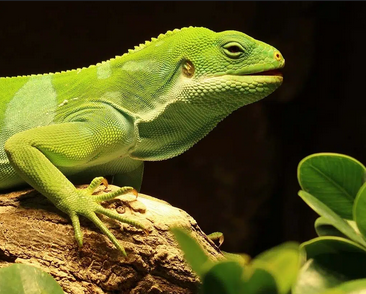 World Lizard Day 2025 – Fascinating Facts & Celebration of Nature’s Reptiles World Lizard Day 2025 – Fascinating Facts & Celebration of Nature’s Reptiles