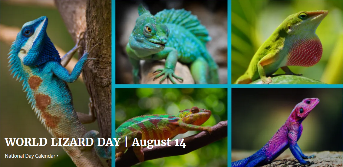 Celebrate World Lizard Day 2025 by exploring amazing facts, importance, and conservation efforts for these unique reptiles. Celebrate World Lizard Day 2025 by exploring amazing facts, importance, and conservation efforts for these unique reptiles.