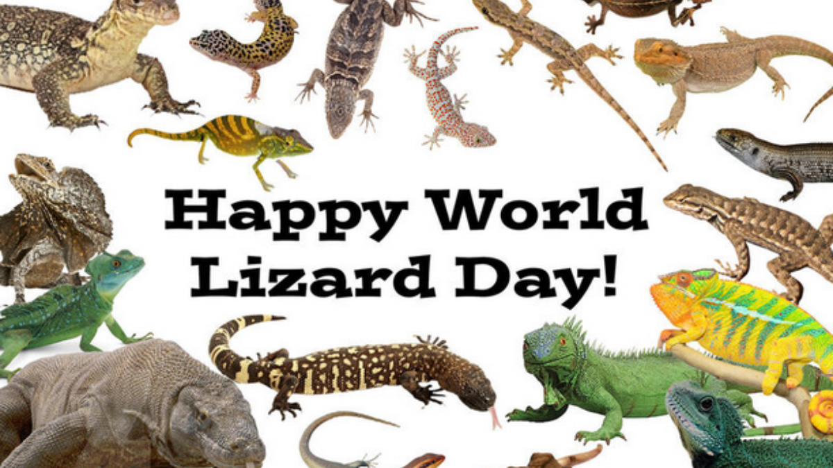 World Lizard Day facts World Lizard Day facts