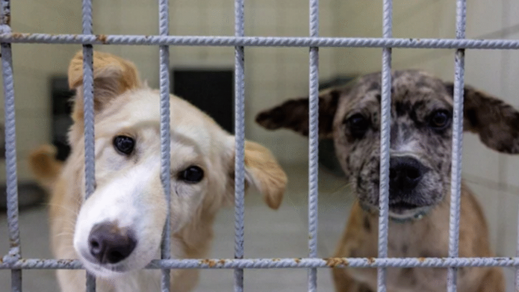 Delhi stray dogs Supreme Court case
