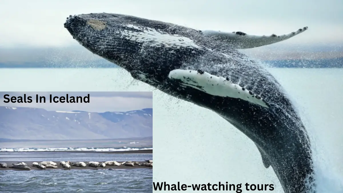 North Iceland: whale-watching tours North Iceland: whale-watching tours
